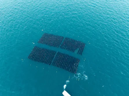 海面に広がる海苔の養殖網